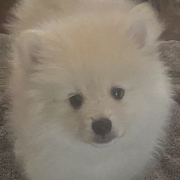 French Bulldogs and Pomeranians from Legendary French Bulldogs