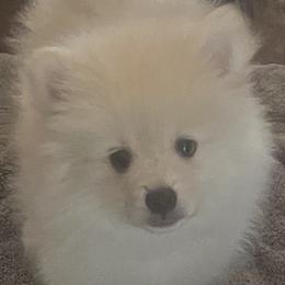 French Bulldogs and Pomeranians from Legendary French Bulldogs