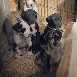 Great Dane Puppies from Irish Creek Great Danes