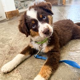 Miniature Australian Shepherd puppies from Sugartop Minis