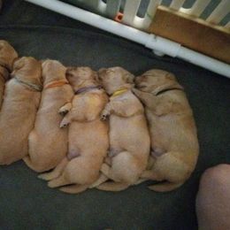 Golden Retriever Puppies from Sydney’s Goldens