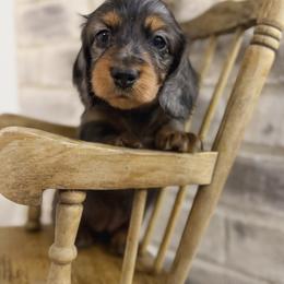 Ruby - Dapple female Dachshund puppy in Bowling Green, Kentucky from Dachshunds of the Valley