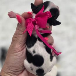 Bessie - Black and white female Shihpoo puppy in Vernon, Texas from Sugarland's Texas Goldendoodles