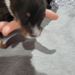 Shetland Sheepdog Puppies from Terri  Riley