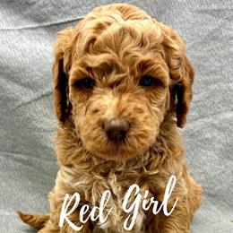 Red Girl - Apricot female Goldendoodle puppy in Travelers Rest, South Carolina from Bailey Mountain Doodles