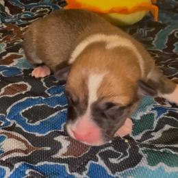 AKC Yellow Sun - Sable male Pembroke Welsh Corgi puppy in Summerfield, Florida from Promise Land Farm