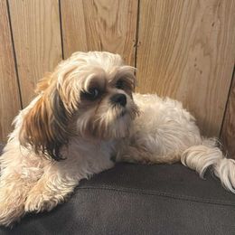 Gemma - Gold and white female Shih Tzu puppy in Hibbing, Minnesota from Iron Range Shih Tzu and Puppies