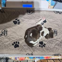 Boy 6 - Liver white and tan male English Springer Spaniel puppy in Saginaw, Michigan from Kemerer Springers