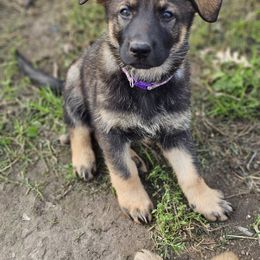 German Shepherd Puppies from Von Thomson Haus