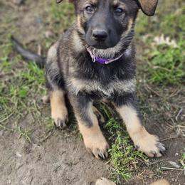 German Shepherd Puppies from Von Thomson Haus
