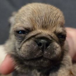 Fawn Girl - Fawn female Pug puppy in Pinson, Alabama from Circus Pugs & Frenchies