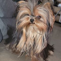 Yorkipoos and Yorkshire Terriers from Chracy's yorkie babies