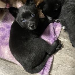 Pomsky Puppies from Michelle's Pomskies