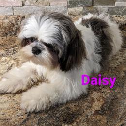 Daisy - Shih Tzu