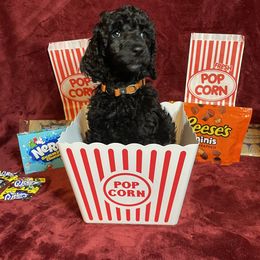 Poodle Puppies from Glory Bound Farm & Kennel