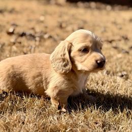 Bo - Cream male Dachshund puppy in Stoutland, Missouri from Farmhouse Dachshunds