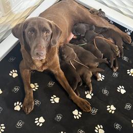Labrador Retriever Puppies from Shoreline Retrievers