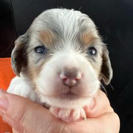 Saffron - Dapple female Dachshund puppy in Bigfork, Minnesota from Dachshunds Up North
