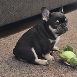 Bulldog and French Bulldog Puppies from Raise The Woof Bulldogs