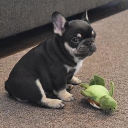 Bulldog and French Bulldog Puppies from Raise The Woof Bulldogs