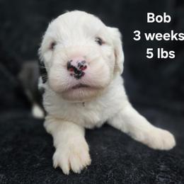 Bob - Gray and white male Old English Sheepdog puppy in Sutherlin, Oregon from Sapphire Eyes Sheepdogs