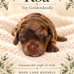 Koa - Merle female Goldendoodle puppy in Millville, California from Hope Lane Kennels