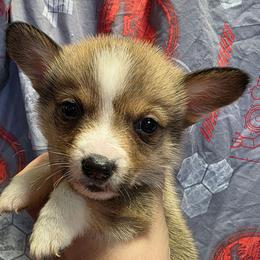 Boy 4 - Red male Pembroke Welsh Corgi puppy in Middleburg, Florida from Mulkeys Little Corgis