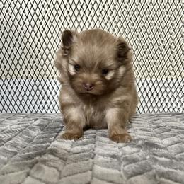 Bentley - Chocolate sable male Pomeranian puppy in Inola, Oklahoma from My Bella’s Pomeranians