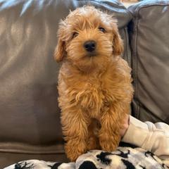 Blossom-Girl 1 - Cream female Assorted Doodle Crosses puppy in River Falls, Wisconsin from Dottie's Doodles