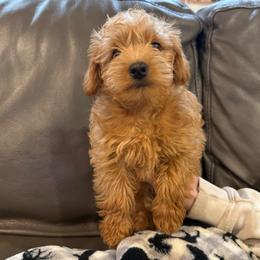 Blossom-Girl 1 - Cream female Assorted Doodle Crosses puppy in River Falls, Wisconsin from Dottie's Doodles