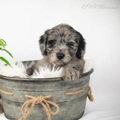 Bordoodle Puppies from 2J 2K Bordoodles
