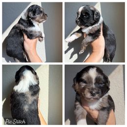 Boy 1 - Blue merle male Miniature Australian Shepherd puppy in Iola, Texas from MK Aussies