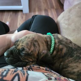 Cane Corso Puppies from Red Wood Cane Corso