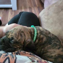 Cane Corso Puppies from Red Wood Cane Corso