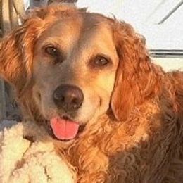 Golden Retrievers from Fairview Goldens