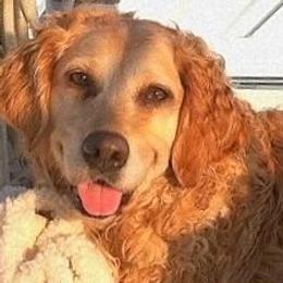 Golden Retrievers from Fairview Goldens