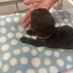 Girl - Pepper and salt female Standard Schnauzer puppy in Italy, Texas from Erregen kennels