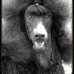 Raven - Standard Poodle
