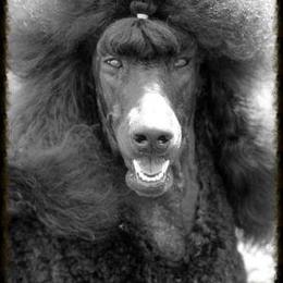 Raven - Standard Poodle