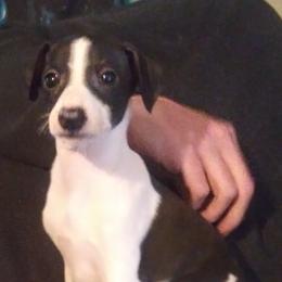 Italian Greyhound Puppies from F&M Italian Greyhounds