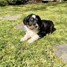 Esme - Black tri-color female Aussiedoodle puppy in Grants Pass, Oregon from Woodwind Miniatures