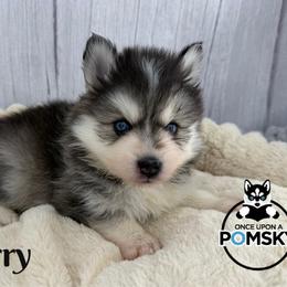 Larry - Black and white male Pomsky puppy in Eastman, Georgia from Once Upon A Pomsky