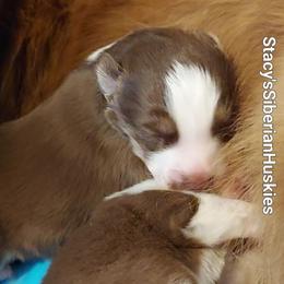 Peter - Red and white male Siberian Husky puppy in Savannah, Georgia from Stacy's Siberian Huskies