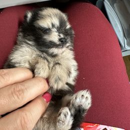 Pomeranian Puppies from Heartlove Poms