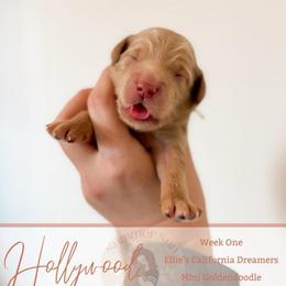 Hollywood - Apricot female Goldendoodle puppy in California City, California from Summer Sun Doodles