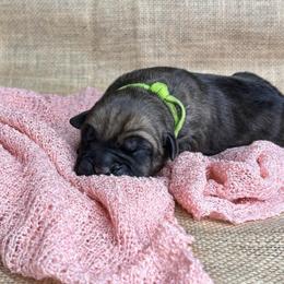 Lime collar - Fawn female Cane Corso puppy in Beech Island, South Carolina from Relic Cane Corso