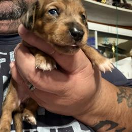 Aurora - Dapple female Dachshund puppy in Martinsville, Indiana from Witchy Woman’s Wiener’s