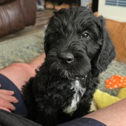 Shadow green - Black male Labradoodle puppy in Commerce City, Colorado from Playful Paws Labradoodles