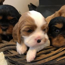 Cavalier King Charles Spaniels and Cavapoos from Lava Ridge Cavaliers