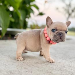 Peachy - Blue fawn female French Bulldog puppy in Wagoner, Oklahoma from Frenchie Frys